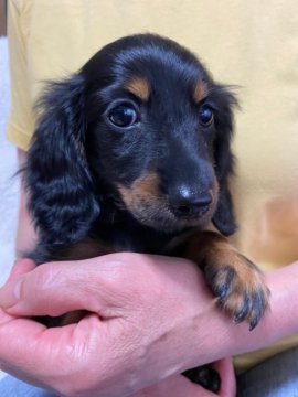 カニンヘンダックスフンド(ロング)【茨城県・女の子・2021年4月17日・ブラック&タン】の写真「父INTCH直子.母両親CH最高血統,PRA発症無」