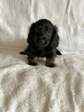 カニンヘンダックスフンド(ロング)【茨城県・男の子・2020年7月5日・ブラック&タン】の写真「明るく活発、優秀血統。」