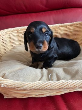 カニンヘンダックスフンド(ロング)【茨城県・男の子・2022年9月17日・ブラック&タン】の写真「明るく活発、優秀血統、両親INTCH直子」