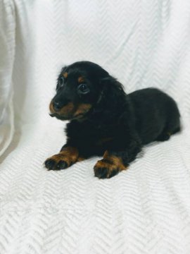 カニンヘンダックスフンド(ロング)【茨城県・女の子・2019年12月9日・ブラック&タン】の写真「大変かわいく表情のある子です。」