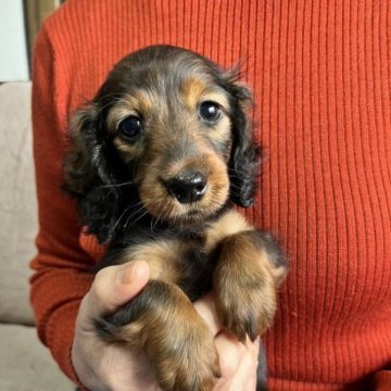 カニンヘンダックスフンド(ロング)【茨城県・男の子・2023年1月15日・シェ―デッドレッド】の写真「父INTCH直子.母両親CH最高血統,PRA発症無」