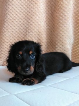 カニンヘンダックスフンド(ロング)【茨城県・男の子・2020年7月5日・ブラック&タン】の写真「明るい性格でのんびり屋です」