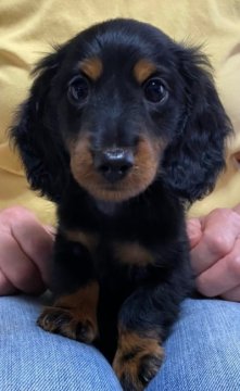 カニンヘンダックスフンド(ロング)【茨城県・男の子・2021年4月17日・ブラック&タン】の写真「父INTCH直子.母両親CH最高血統,PRA発症無」