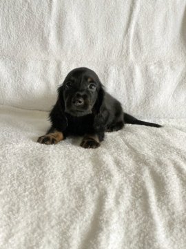 カニンヘンダックスフンド(ロング)【茨城県・男の子・2020年7月5日・ブラック&タン】の写真「明るく活発、優秀血統。」