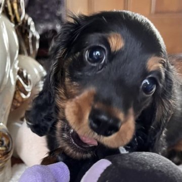 カニンヘンダックスフンド(ロング)【茨城県・男の子・2023年5月3日・ブラック&タン】の写真「明るく活発、優秀血統、両親INTCH直子」