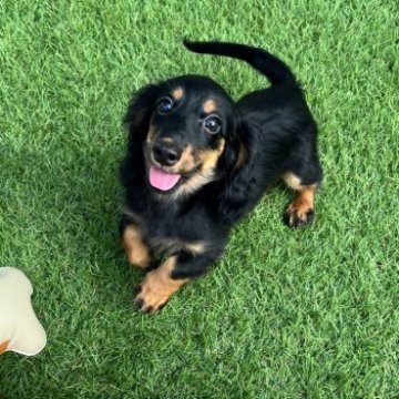 カニンヘンダックスフンド(ロング)【茨城県・女の子・2023年5月3日・ブラック&タン】の写真「明るく活発、優秀血統、両親INTCH直子」