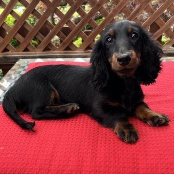 カニンヘンダックスフンド(ロング)【茨城県・男の子・2024年1月23日・ブラック&タン】の写真「明るく活発、父極小2.5kg 母INTCH娘」