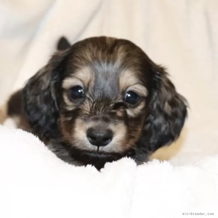 ミニチュアダックスフンド(ロング)【広島県・男の子・2025年10月18日・シェーデッドレッド】の写真1