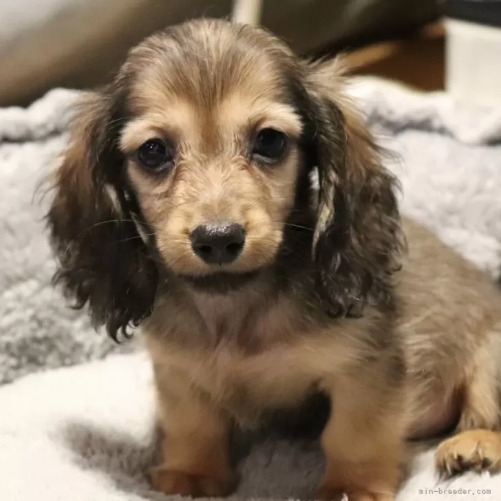 ID：2502-00819の子犬