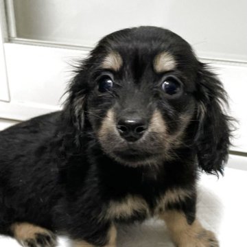 ミニチュアダックスフンド(ロング)【広島県・女の子・2025年3月22日・ブラックイエロー又ブラックタン】の写真「甘えん坊な女の子」