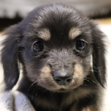 カニンヘンダックスフンド(ロング)【広島県・男の子・2024年11月20日・ブラックイエロー】の写真「性格の可愛い子ですよ」