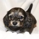 ミニチュアダックスフンド(ロング)【広島県・男の子・2025年10月18日・シェーデッドレッド】の写真2