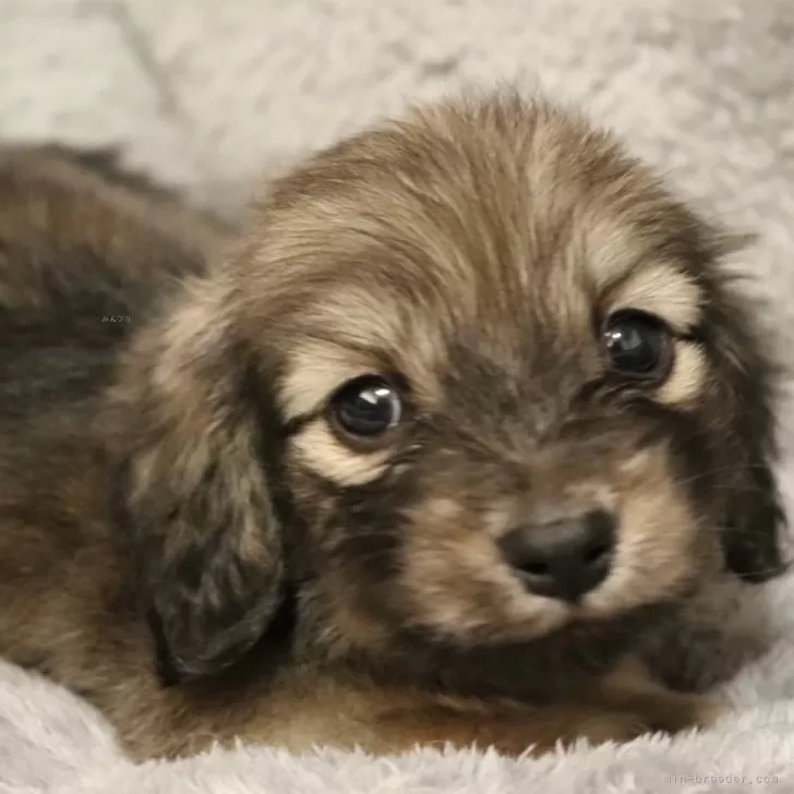 ID：2312-05678の子犬