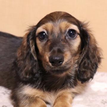 ミニチュアダックスフンド(ロング)【広島県・女の子・2022年8月17日・シェーデッドレッド】の写真「ムッチムチのしっかりした子です。」