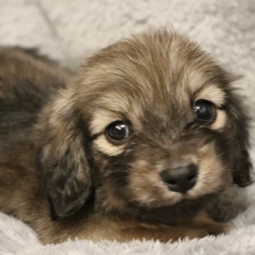 ミニチュアダックスフンド(ロング)【広島県・女の子・2023年11月13日・シェーデッドイエロー】の写真「可愛い女の子」