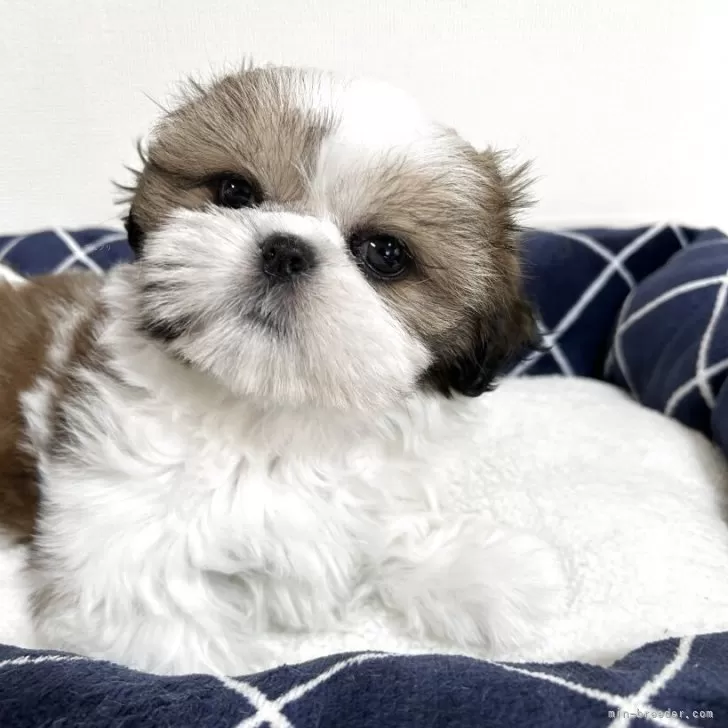 Y.I 様のお迎えした子犬