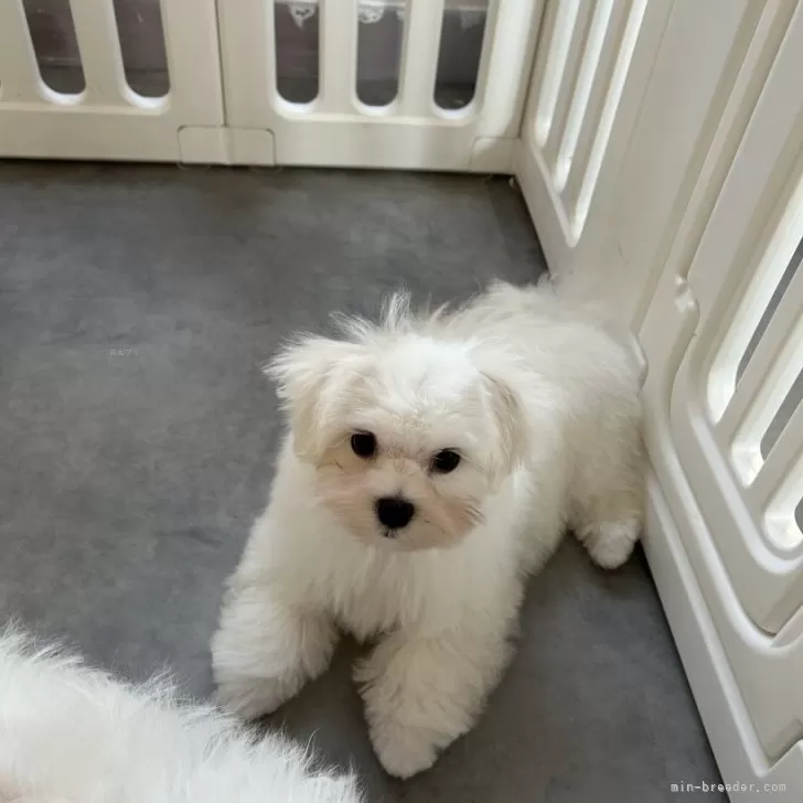 さくらもち 様のお迎えした子犬