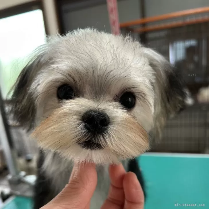 ID:2501-01544の子犬