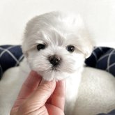 マルチーズ