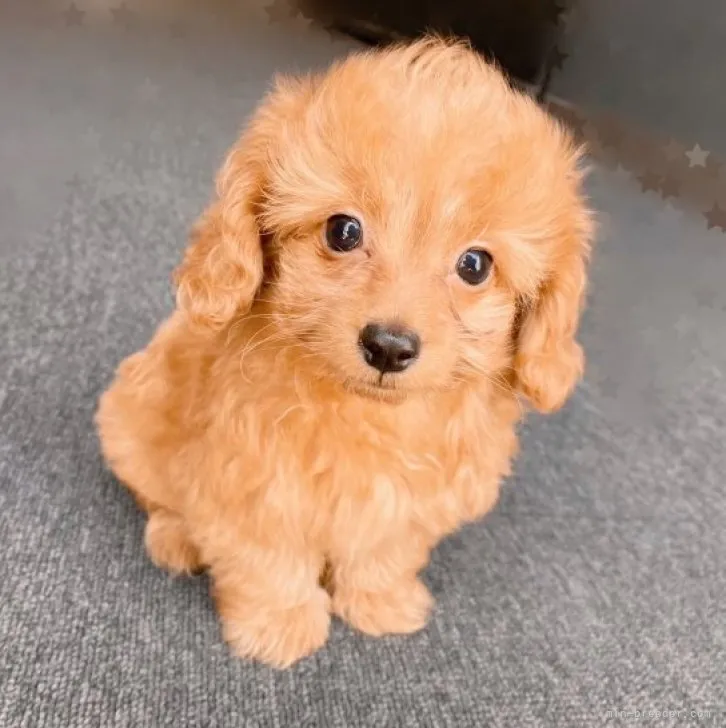 T.I 様のお迎えした子犬