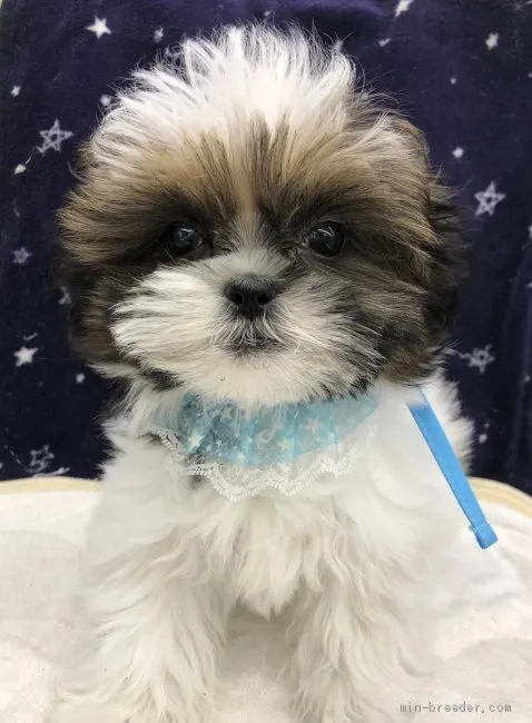ID:2103-02283の子犬
