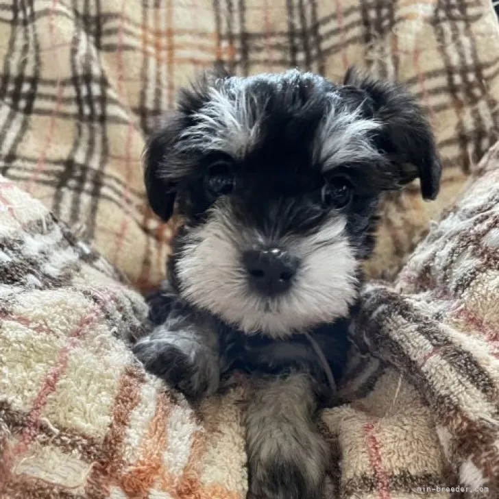 ID:2301-04286の子犬