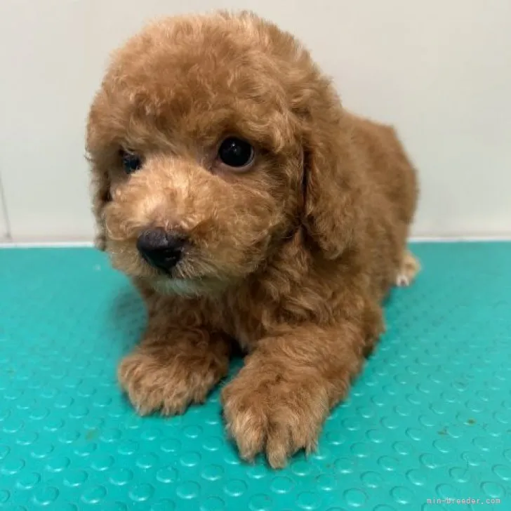 ID：2308-03593の子犬