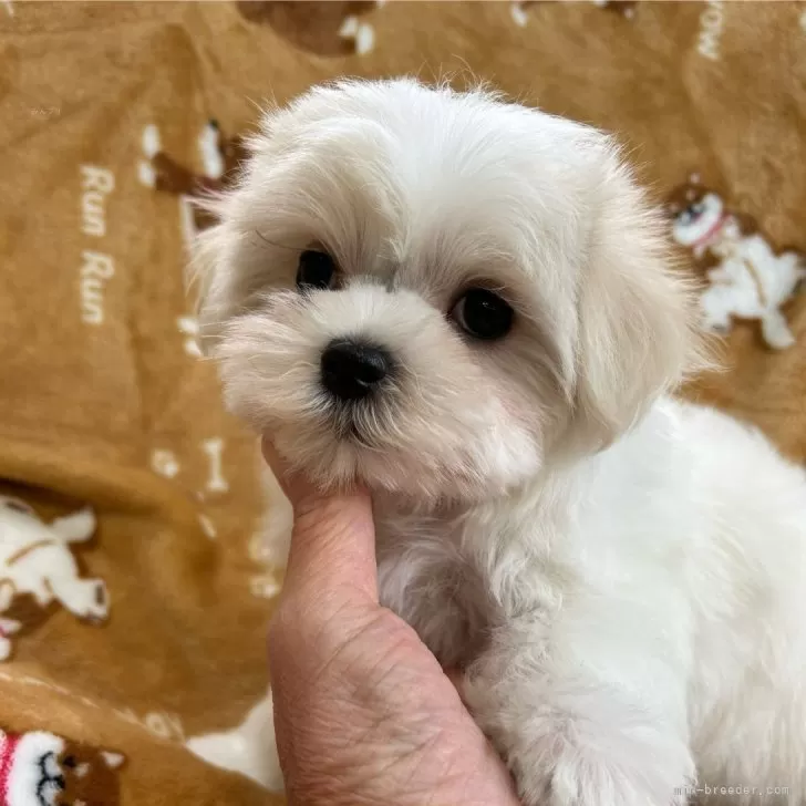 ID：2406-00523の子犬