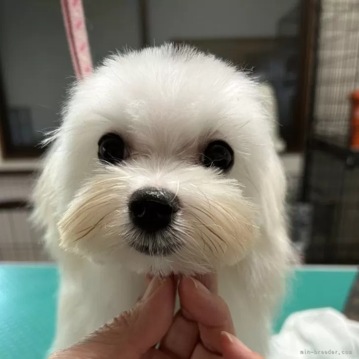 ID:2408-05913の子犬