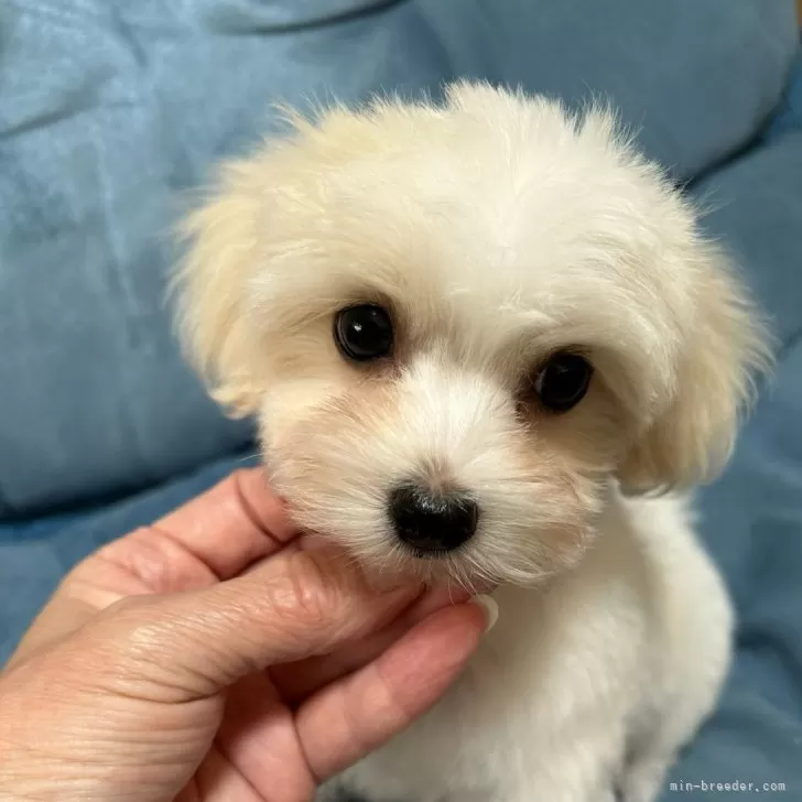 ID：2409-05367の子犬