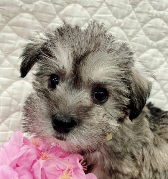 マルシュナ【奈良県・女の子・2022年2月3日・ソルペパ系】の写真「４兄妹で産まれた三女‼️」