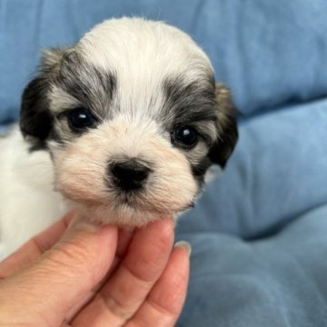 父マルチーズ✖️母シーズー【奈良県・男の子・2023年5月16日・ホワイト&ブラウン】の写真「きれいなホワイトブラウンの男の子です。」