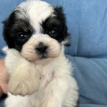 父マルチーズ✖️母シーズー【奈良県・男の子・2023年5月16日・ホワイト&ブラック】の写真「きれいなホワイトブラックのレッドくんです。」