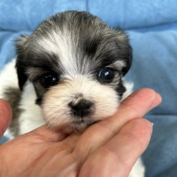 父マルチーズ✖️母シーズー【奈良県・女の子・2023年5月16日・ホワイト&ブラウン】の写真「ホワイト多めのホワイト&ブラウンの女の子です。」