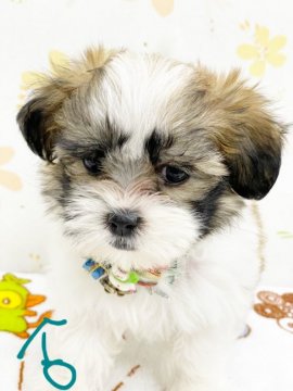シーマル(パパ、マルチーズ×ママ、シーズー)【奈良県・男の子・2021年10月10日・ゴールド&ホワイト】の写真「きれいなカラーの子です。
お値段下げました。」
