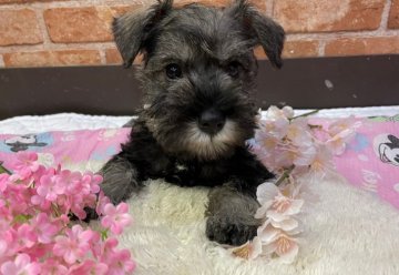 ミニチュアシュナウザー【奈良県・男の子・2021年12月14日・ソルト&ペッパー】の写真「５頭兄妹で一番小ぶりな男の子👦」