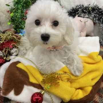 マルプー【奈良県・女の子・2022年7月14日・ホワイト】の写真「４兄妹で産まれた次女」