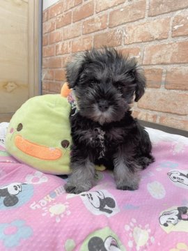 ミニチュアシュナウザー【奈良県・男の子・2021年12月14日・ソルト&ペッパー】の写真「５頭兄妹で一番小ぶりな男の子👦」