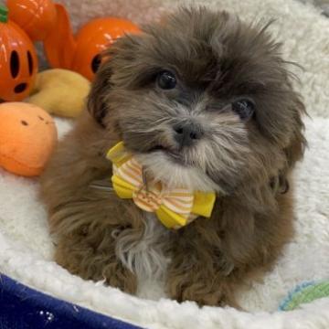 パパ、プードル×ママ、シーズー(シープー)【奈良県・男の子・2022年4月18日・ブラウン系】の写真「生後５ヶ月に越えましたのでお値段さげました。」