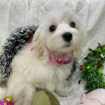 マルプー【奈良県・女の子・2022年7月14日・ホワイトクリーム系】の写真「４兄妹で産まれた長女」