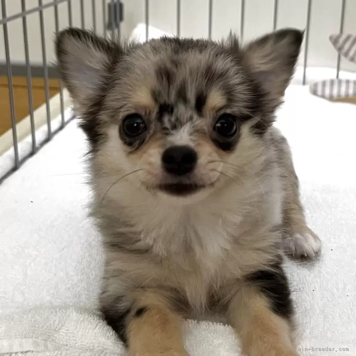 Hiro 様のお迎えした子犬