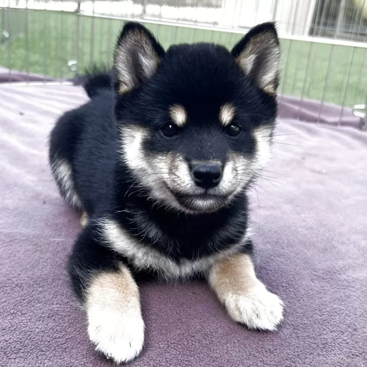 ID：2504-02194の子犬