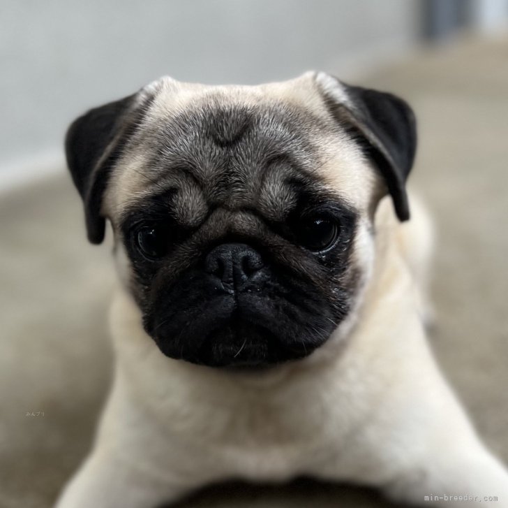 ★パグ子★ページ ☆パグ子☆ページ PG20240607m2【パグ】詳細｜WANLINE