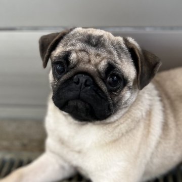 パグ【石川県・女の子・2024年6月24日・フォーン】の写真「小柄で可愛い女の子です(^-^)」