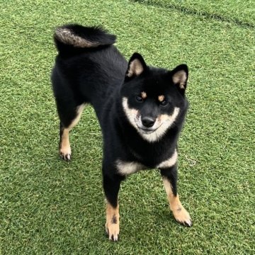 柴犬(豆柴)【石川県・女の子・2025年2月2日・黒】の写真「両親豆柴の女の子です♪」