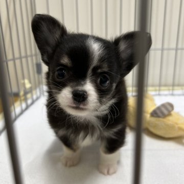 チワワ(ロング)【石川県・男の子・2024年9月24日・ブラックタン&ホワイト】の写真「可愛い男の子です♪」