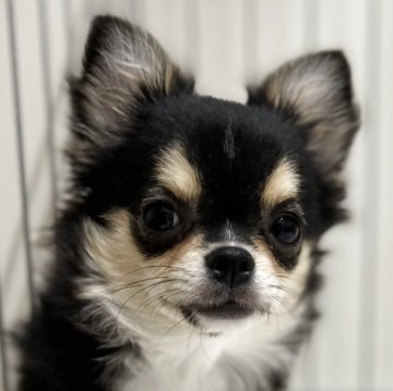 チワワ(ロング)【石川県・女の子・2025年5月5日・ブラックタン&ホワイト】の写真「ブラックタン小柄な女の子です！」