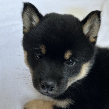 柴犬(豆柴)【石川県・女の子・2025年2月2日・黒】の写真「両親豆柴の女の子です♪」