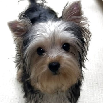 ヨークシャーテリア【石川県・男の子・2025年6月8日・スティールブルー&タン】の写真「優しい性格の男の子です(^^)」