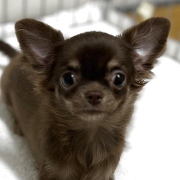 チワワ(ロング)【石川県・女の子・2025年6月20日・チョコタン】の写真「小さな女の子です！」